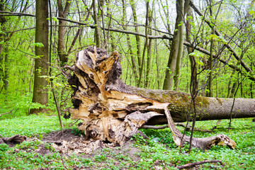 Fallen tree in spring forest with roots in the foreground