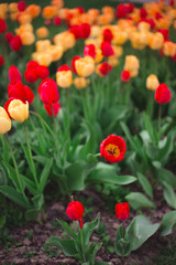 Close-up of multicolored yellow and red tulips flowers in the park