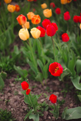 Obraz premium Close-up of multicolored yellow and red tulips flowers in the park
