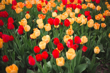 Close-up of multicolored yellow and red tulips flowers in the park