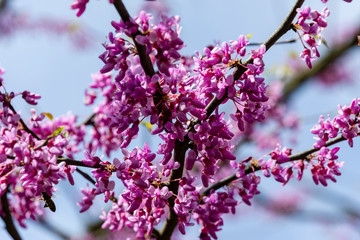 Purple flowers of Eastern Redbud or Eastern Redbud Cercis canadensis on blurred blue sky background. Close-up. Selective focus. Concept of nature of North Caucasus for design.