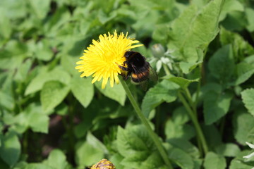  bumblebee on a dandelion on a green background   