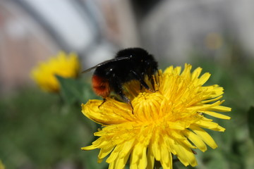  bumblebee on a dandelion on a green background   