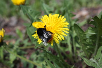 bumblebee on a dandelion on a green background   