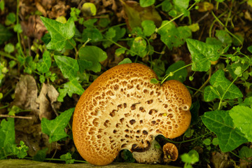 wild mushrooms in a forest in İğneada, Turkey