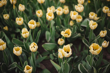 Close-up yellow tulips flowers in the park