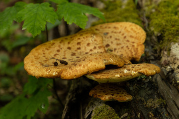wild mushrooms in a forest in İğneada, Turkey
