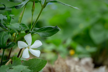 Vinca Rosa White Flowers Photography with shallow depth of field