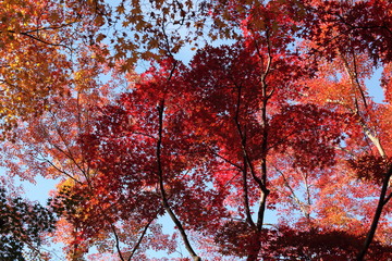 紅葉