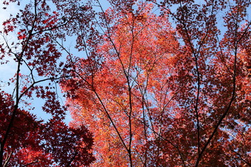 紅葉
