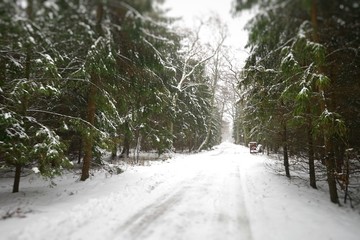 snowy road through the forest to the sand dunes during the winter season in the Lithuanian commandment on the Curonian Spit in the city of Nida