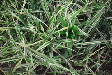 Close-up of green grass bush on a flowerbed in the park