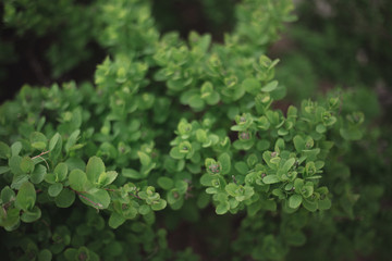 Close-up of green tree bush on flowerbed