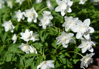 Garden form of an wood anemone  (Anemone nemorosa L.)