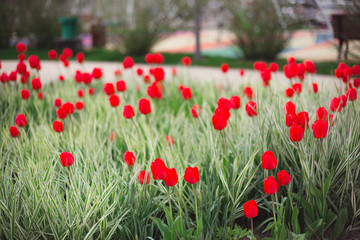 Fototapeta premium Close-up red tulips flowers among grass and greens