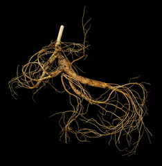  Wild root panax ginseng. A close up of the most famous medicinal plant ginseng (Panax ginseng). isolated on black. 