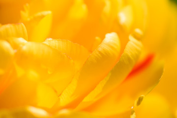 Fototapeta na wymiar Yellow flower close up,nature background