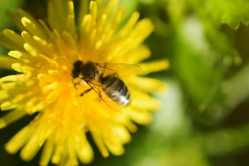 Yellow flower close up,nature background