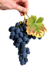  Grapes harvest. Farmers hands with freshly harvested black grapes. The hand holds a cluster of...