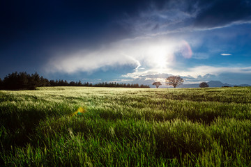 Obraz na płótnie Canvas Green beet field and sun on blue sky. Agricultural landscape