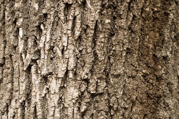 oak bark closeup wooden background