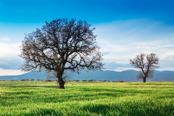 Fototapeta na wymiar Green beet field and sun on blue sky. Agricultural landscape