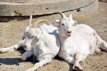 Capra hircus Couple of Goats on the Sun