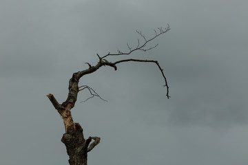 dead tree against a cloudy sky