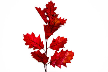 Branch of autumnal leaves with a reddish brown color