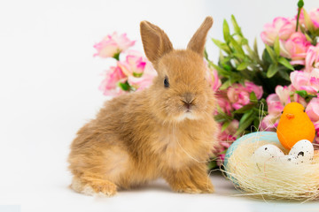 Little Bunny rabbit With Decorated Eggs