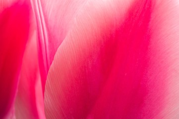 pink tulip petal close up, background for text, fresh flower in spring