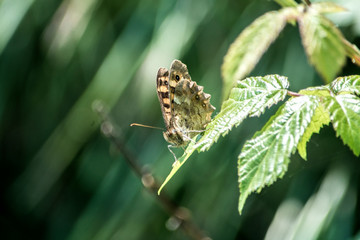 Papillon sur sa feuille