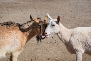Obraz premium Cute Couple of Cuddling Goats