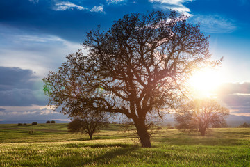 Fototapeta premium Green beet field and sun on blue sky. Agricultural landscape