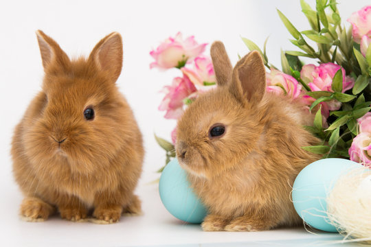 Little Bunny rabbits With Decorated Eggs