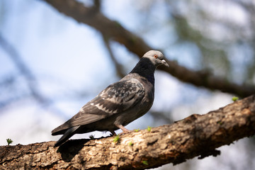 A common pigeon is sitting on a tree branch. Blue blurred background.