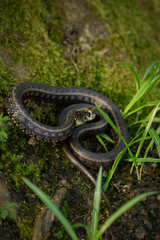 Natrix, Snake, Colubridae in the forest, close up.
