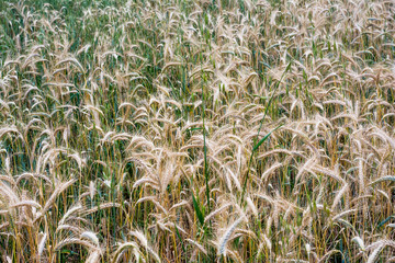 Wheat field on a sunny spring day