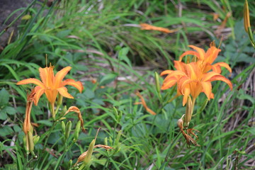 Obraz premium ハマカンゾウ