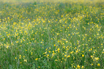 Obraz premium field with yellow flowers