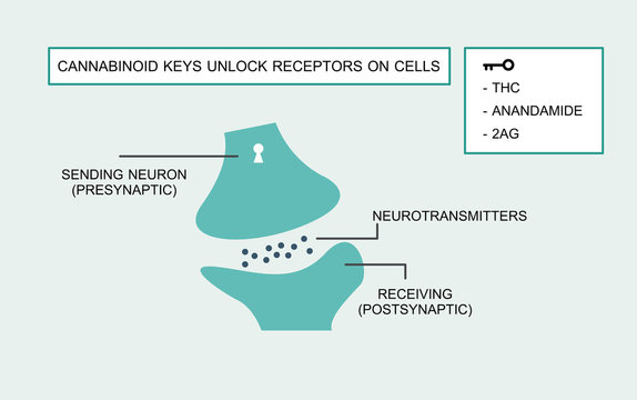 Cannabinoid Keys Unlock Receptors On Cells