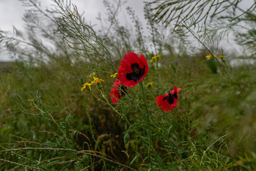 red poppies in a field