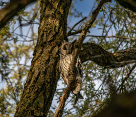 great horned owl on tree