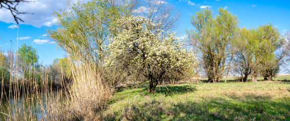 blooming pear