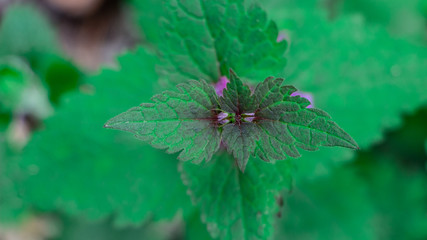Blind nettle purple, on a green defocused background, in the forest.
