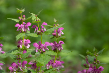 Blind nettle purple, on a green defocused background, in the forest.