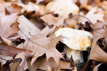 White mushrooms in the autumn forest on the background of yellow leaves