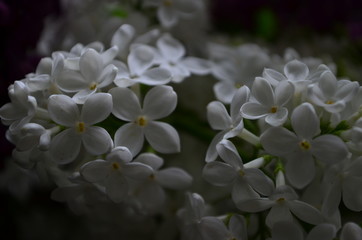 spring flowers, a lilac branch with white flowers and buds on a background of green foliage