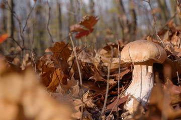 White mushrooms in the autumn forest on the background of yellow leaves