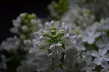 spring flowers, a lilac branch with white flowers and buds on a background of green foliage